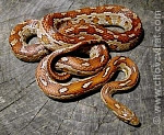 uzovka-cervena[1].jpg